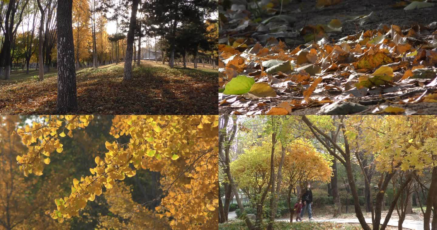 金秋季节秋景秋色银杏树银杏叶红叶黄色树叶