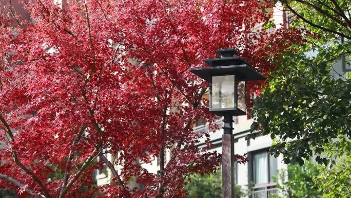 秋天的红色枫叶与路灯