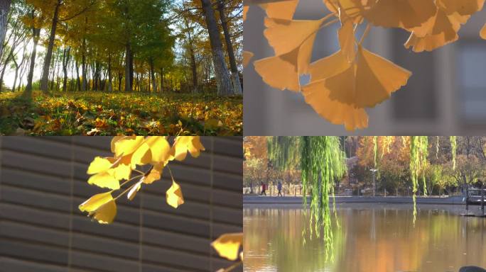 金秋季节人工湖秋景秋色银杏树红叶黄色树叶
