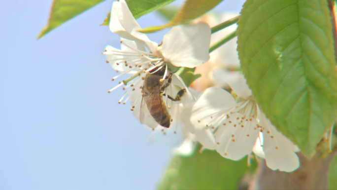 樱桃花蜜蜂授粉
