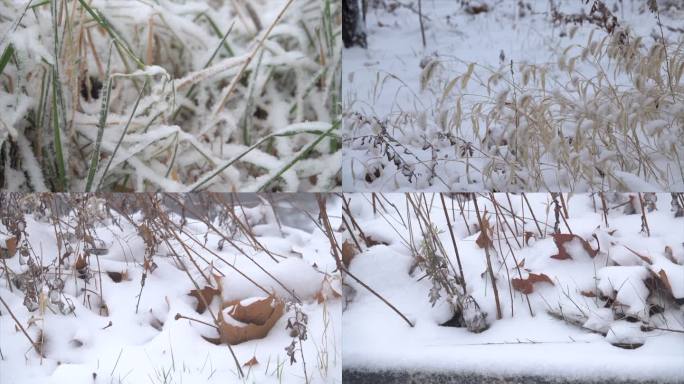 冬天雪景 下雪天 雪花飞舞 实拍下雪