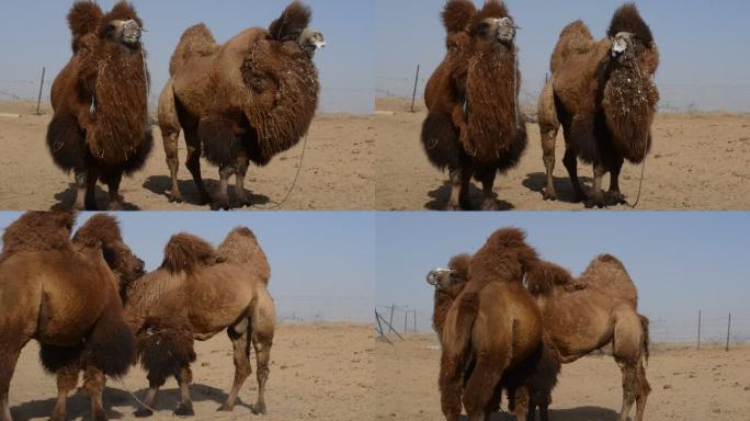 骆驼视频 骆驼特写