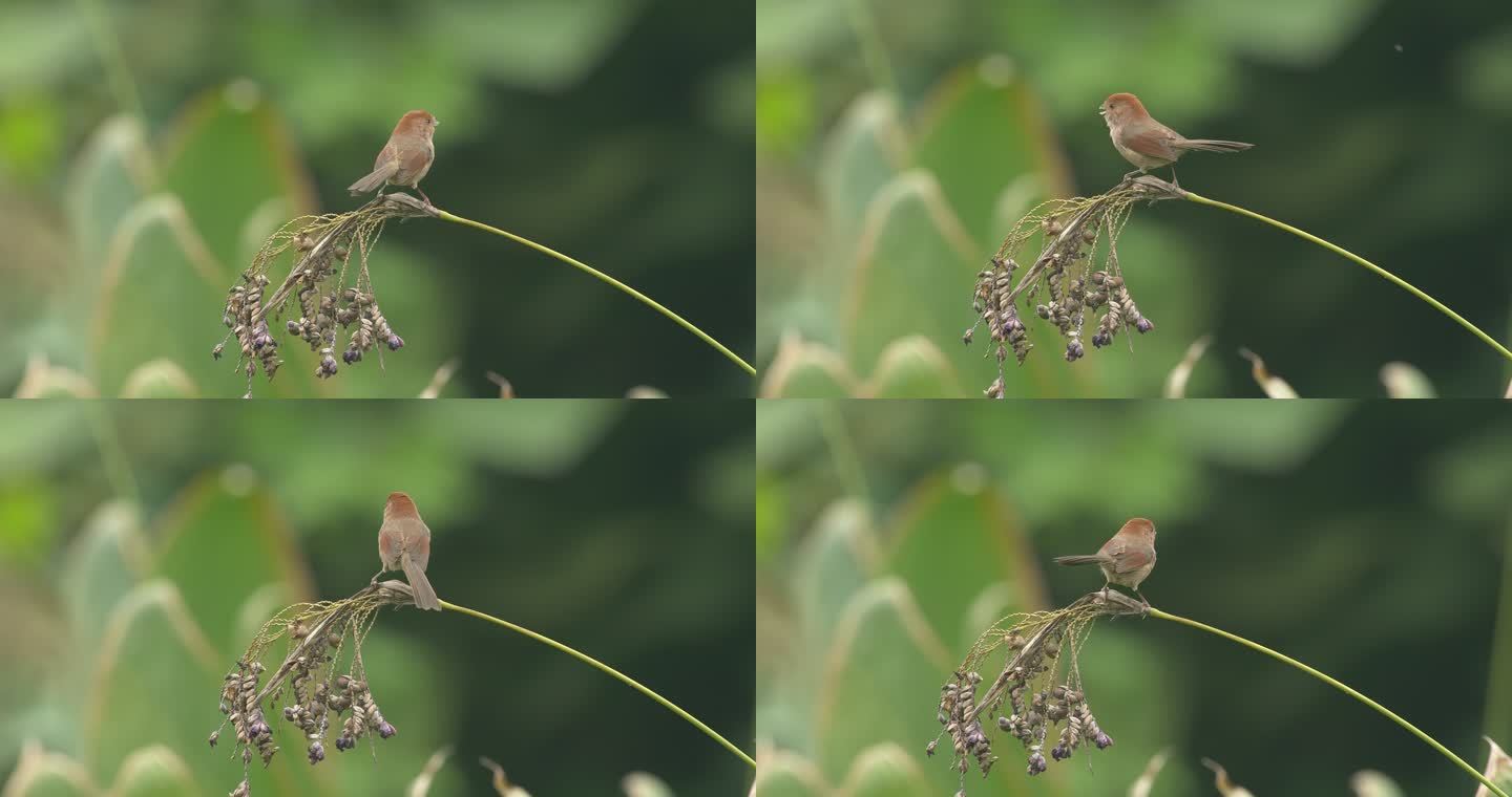 花杆上漂亮的鸟