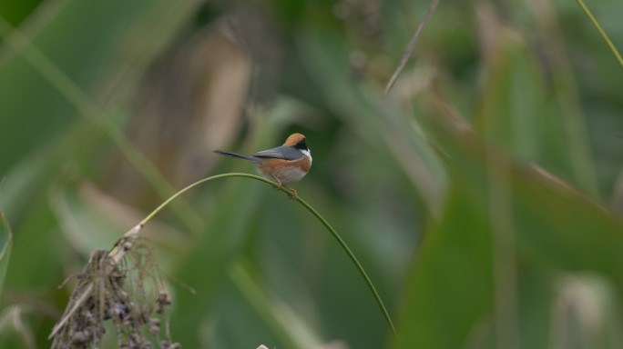 4K原始升格素材 湿地