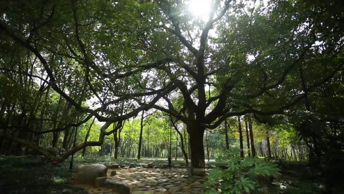 【原创】公园里的树林和粗壮的樟树2