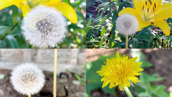 春天、蒲公英、蒲公英花开