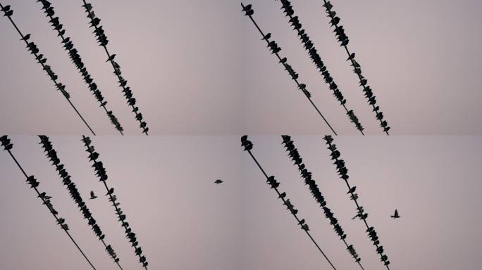 电线上小鸟群-慢镜头