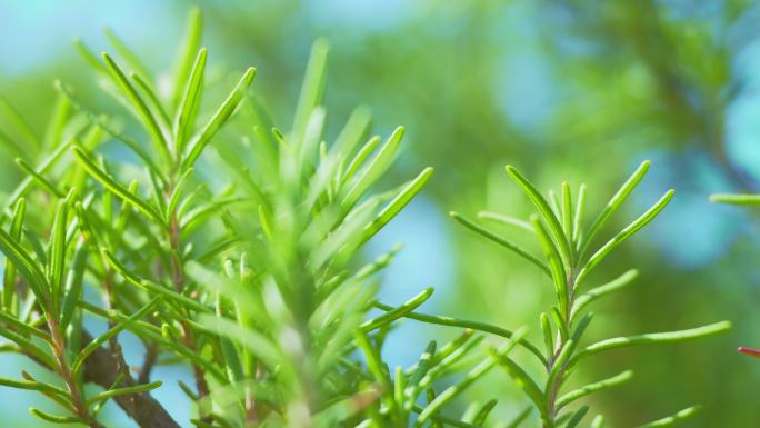 迷迭香药草、 香料植物