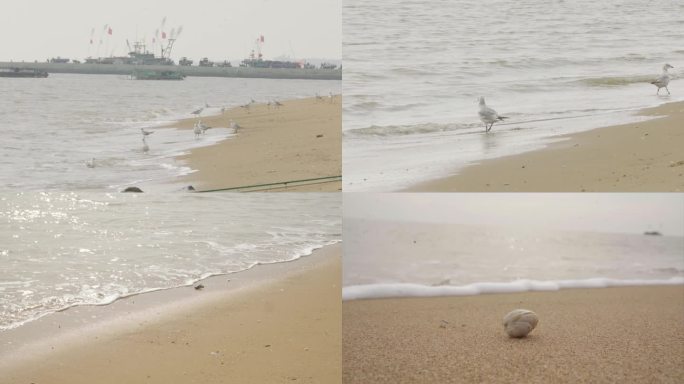 海鸥海边海浪贝壳特写C014