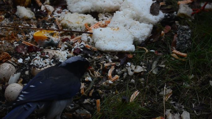 飞入居民小区捡垃圾吃的红嘴蓝鹊