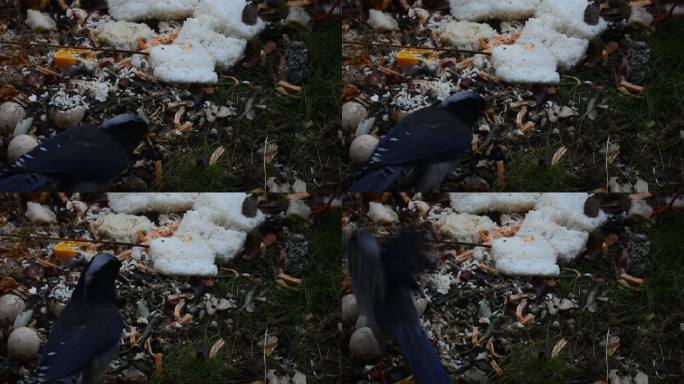 飞入居民小区捡垃圾吃的红嘴蓝鹊