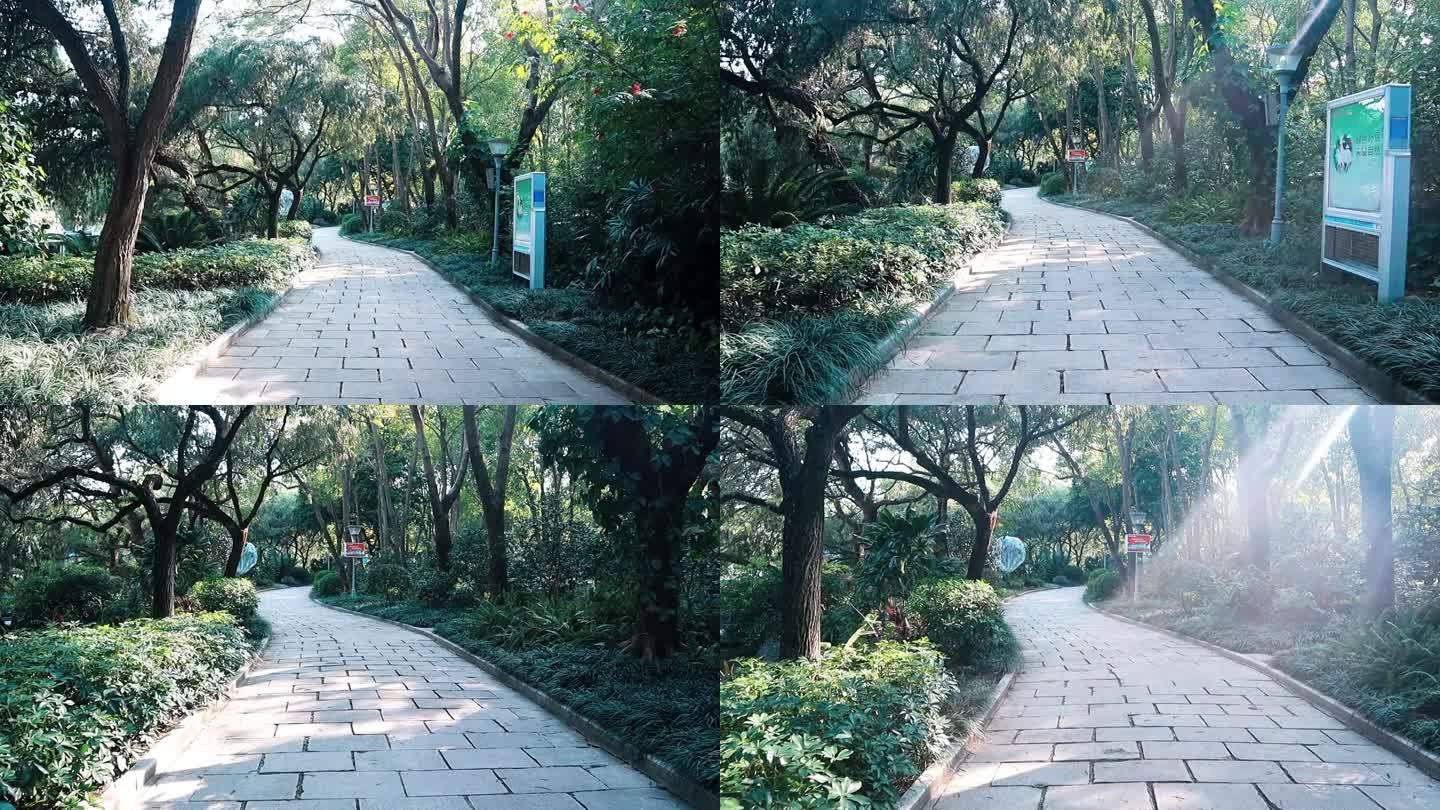 金茶花公园林荫步道