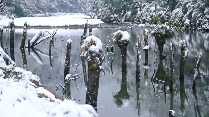 唯美冬韵湖面倒影枯木水景