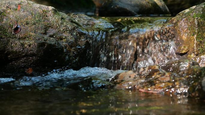 阳光树叶自然阳光空气水2