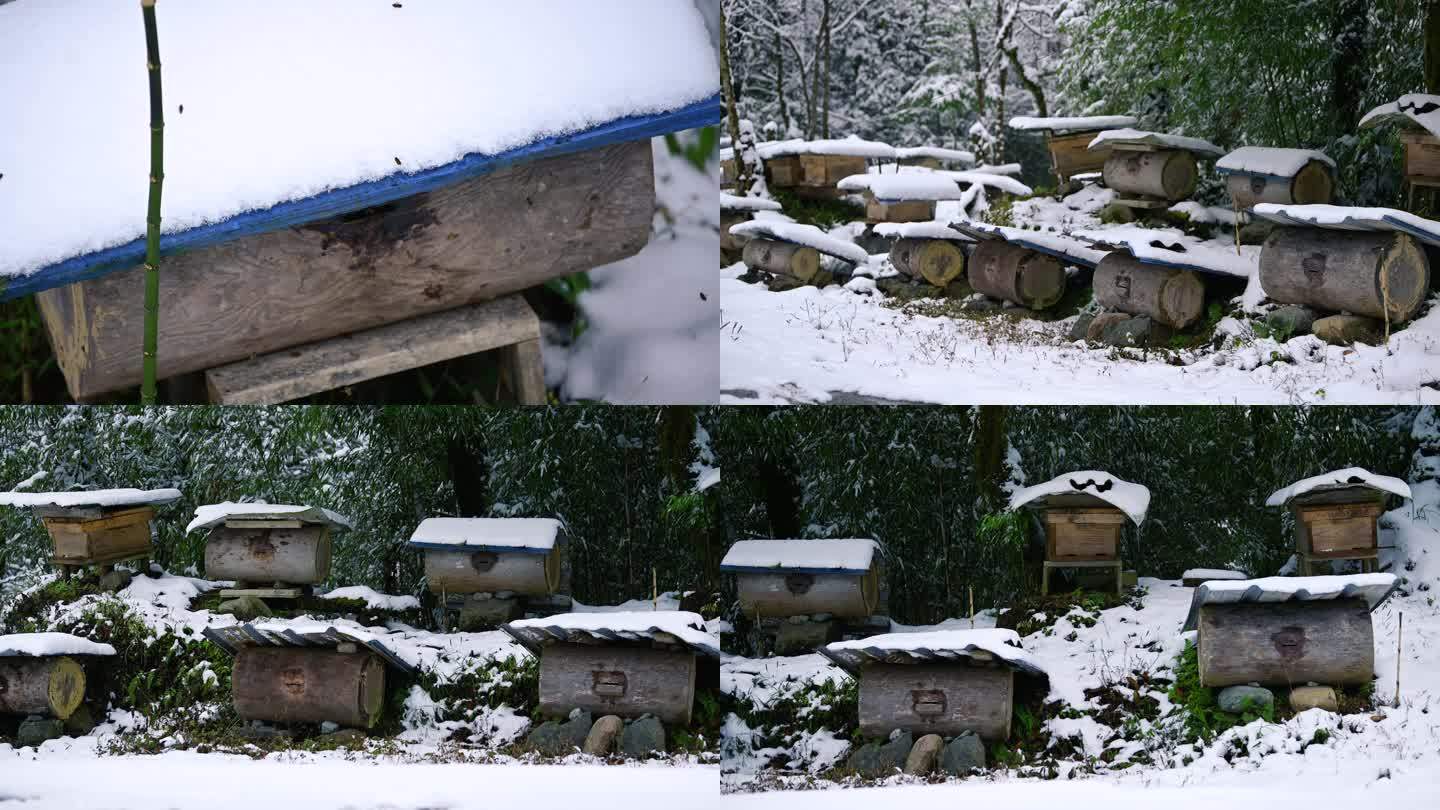 原生态大山蜂蜜蜜蜂越冬