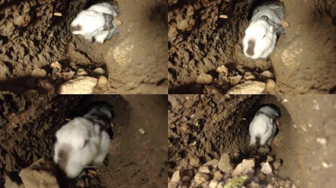 兔子挖洞