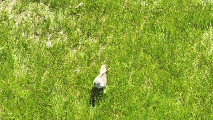 鸽子在草地上觅食