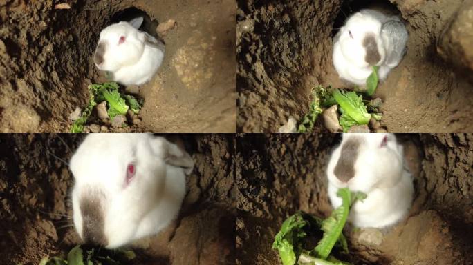 兔子 兔洞