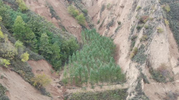 黄土山坡   山沟里的竹柳树苗