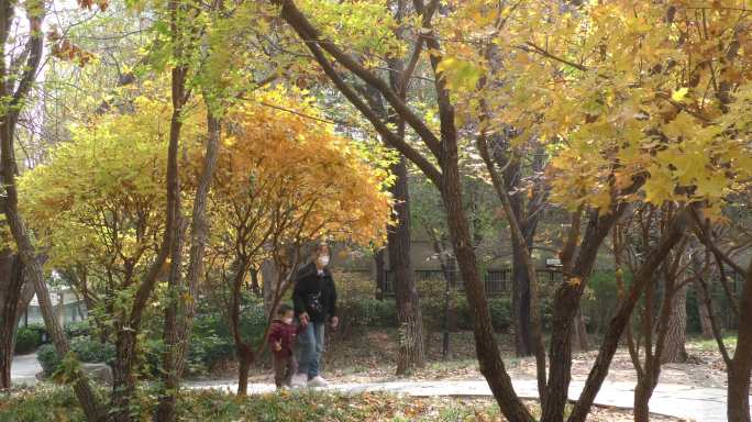 秋天公园艺境金秋季节秋景秋色银杏树银杏叶