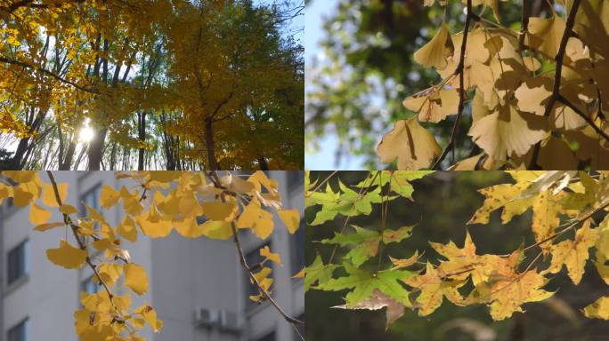 秋天公园金秋季节人工湖秋景秋色银杏树红叶