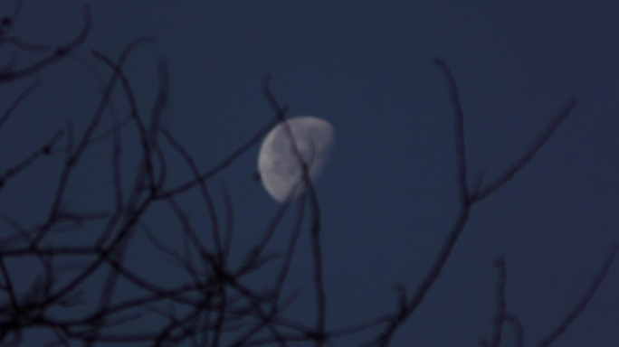 月亮枯树枝冬天的早晨凌晨黎明