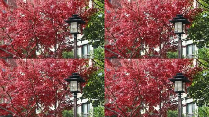 秋天红枫叶中的路灯