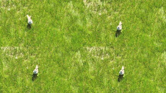 鸽子在草地上觅食