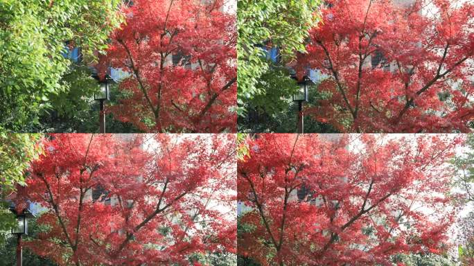 秋天的红色枫叶在风中摇动