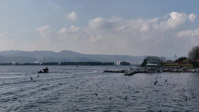 昆明西山区红嘴鸥