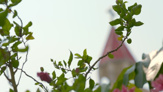 绿叶花朵与教堂