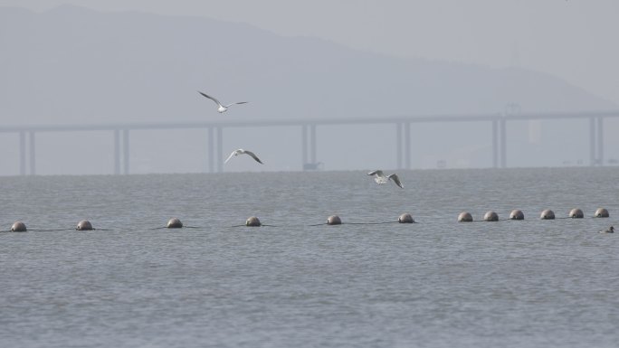 红嘴海鸥