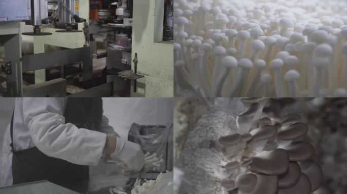 海鲜菇秀珍菇平菇香菇种植养殖生产基地大鹏