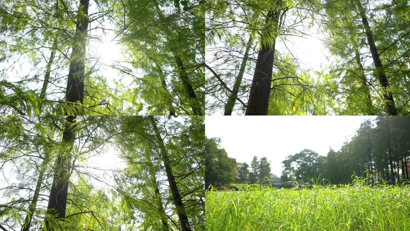 东莞松山湖松湖烟雨黄花风铃木林落羽杉