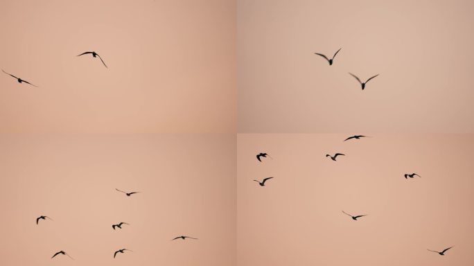 黄昏海鸥飞翔