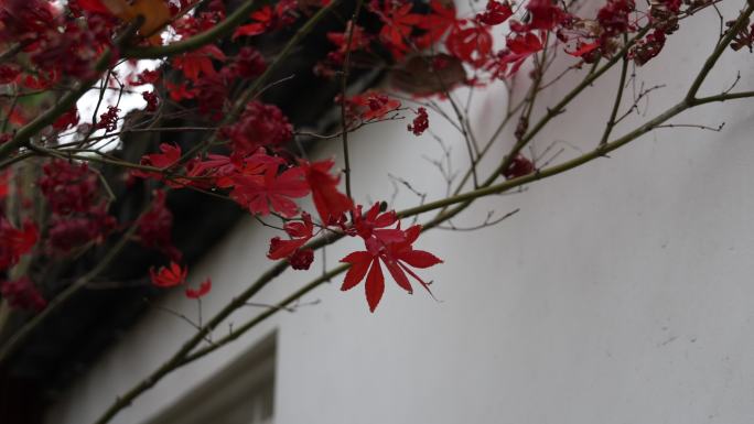 白墙旁的红枫叶