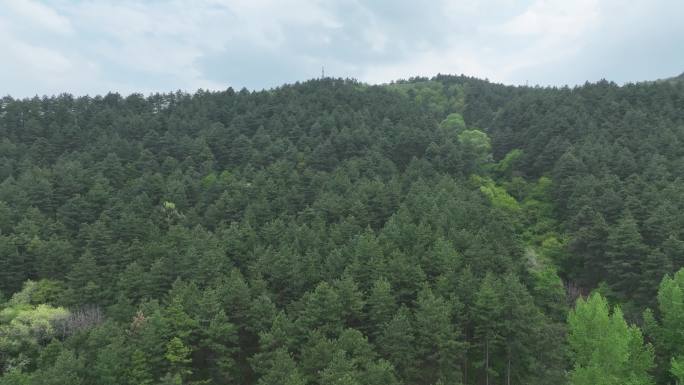 茂密森林   黄土山坡   山脉