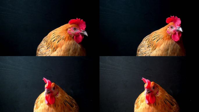 鸡-表情素材