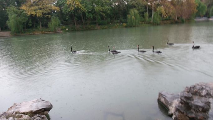 在扬州瘦西湖中休闲游来游去的黑天鹅