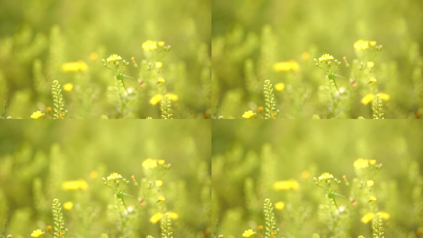 春天田野里的黄色小花野花