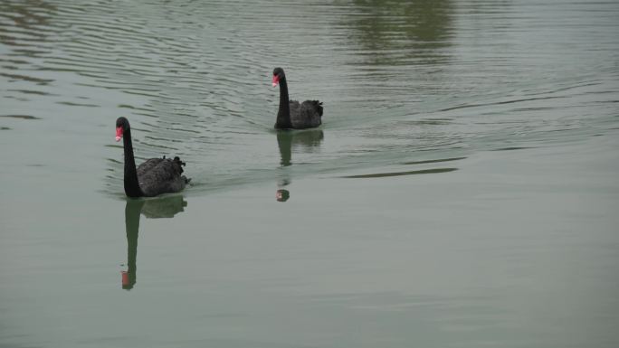 冬季在扬州瘦西湖中游来游去的黑天鹅