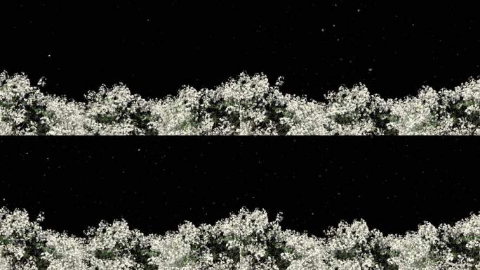 梨花树枝生长飘花落花-带透明通道