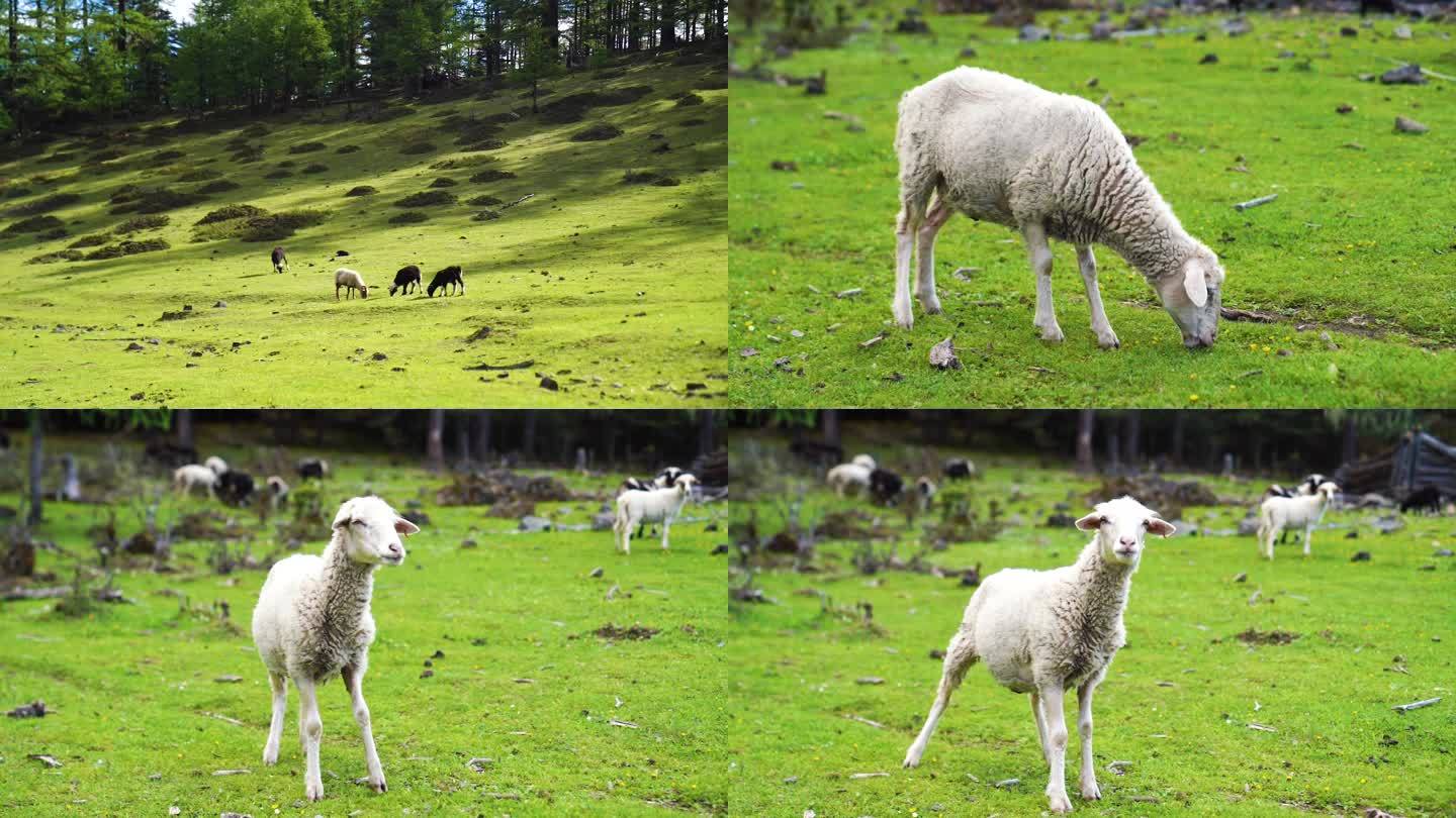 大草原 牧场  羊群 吃草