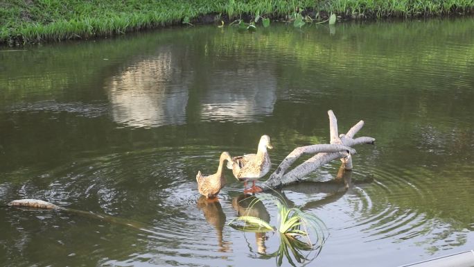 池塘里栖息的鸭子