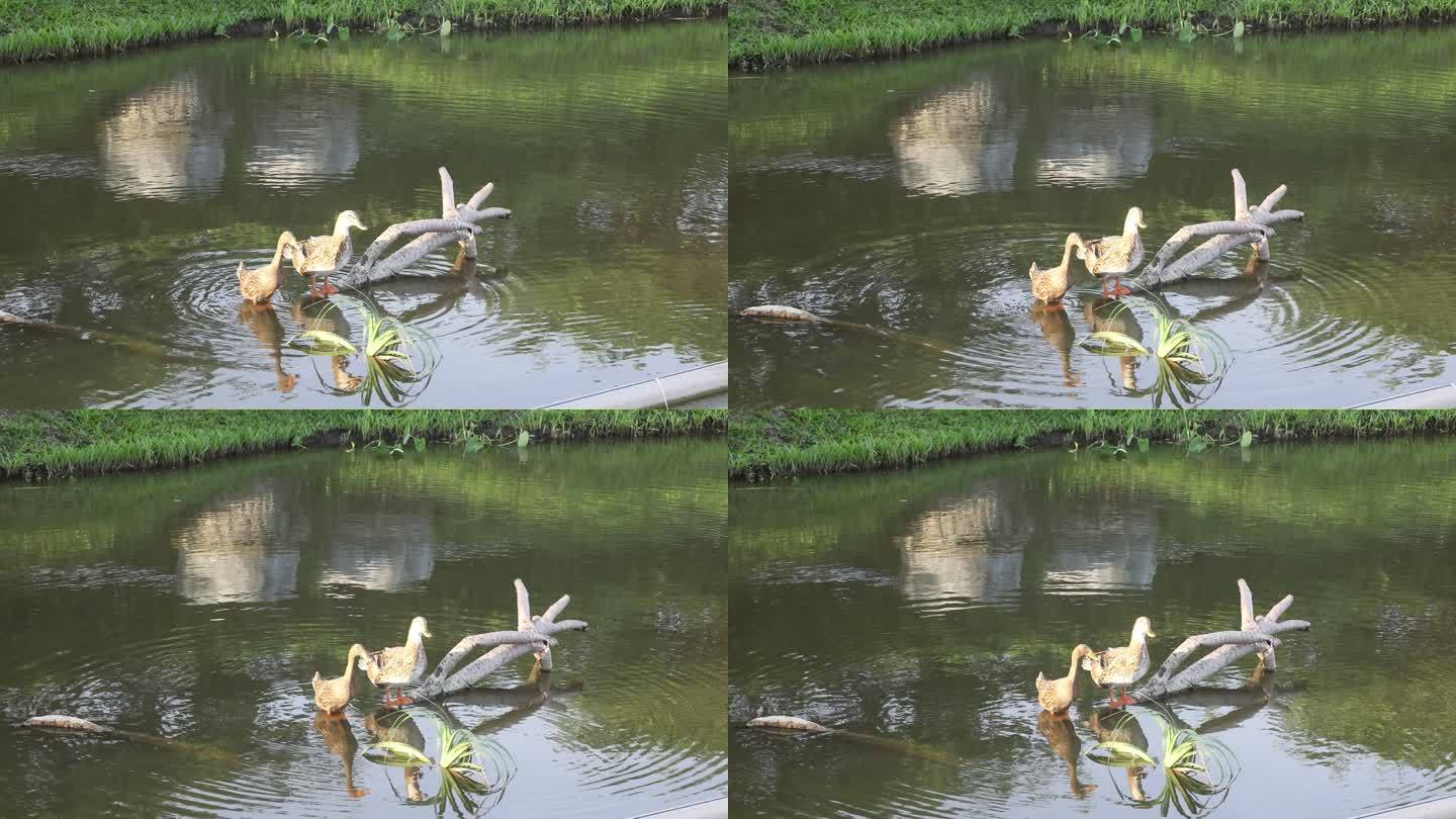 池塘里栖息的鸭子