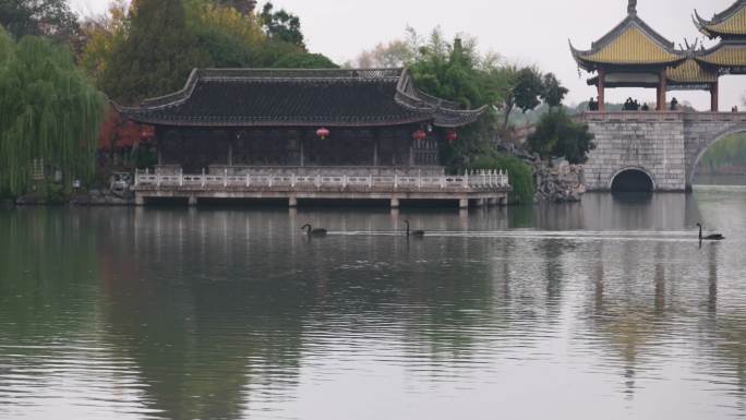 在扬州瘦西湖中休闲游来游去的黑天鹅