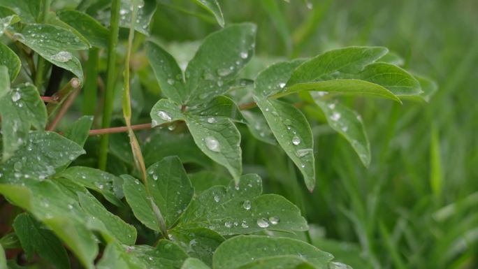 雨滴