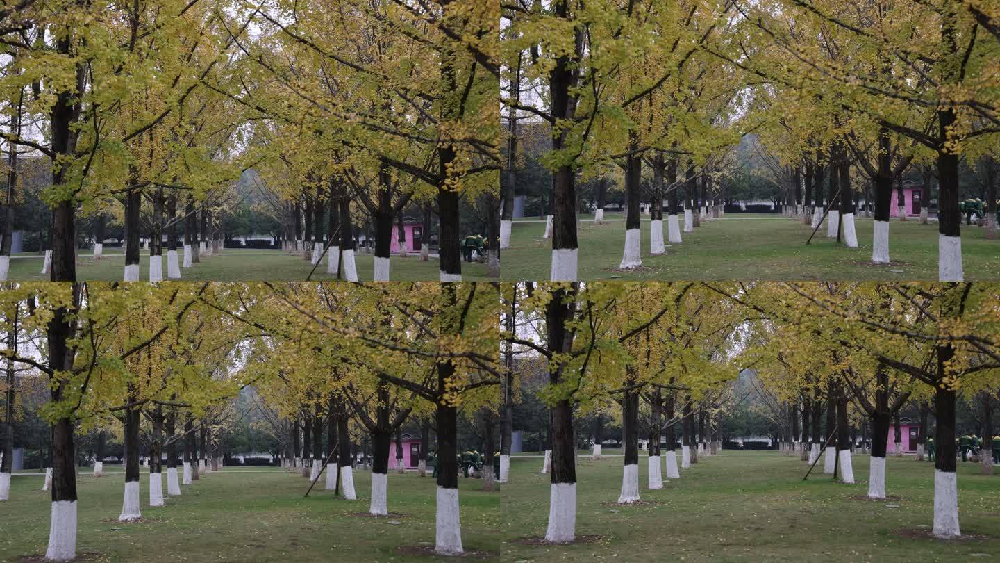 公园里两排对称的银杏树