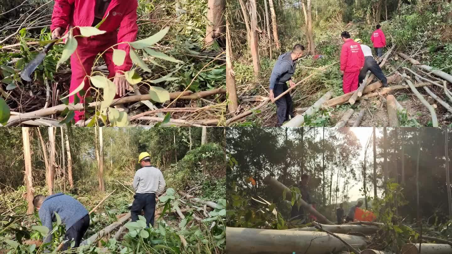 植被破坏砍伐树木砍树干伐速风林树木砍按树