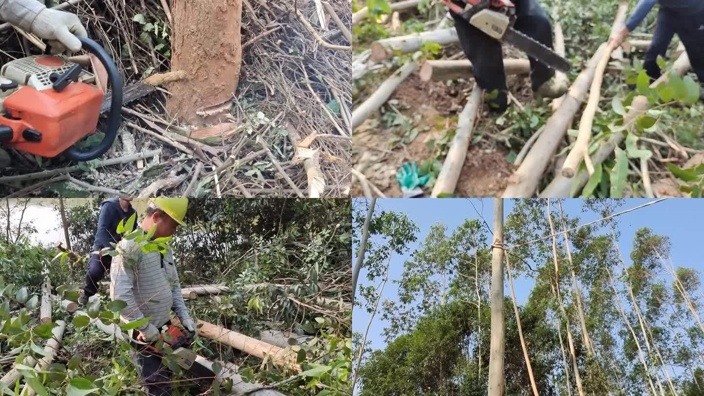 伐木油锯伐树木材伐木工人油锯锯切树木树林